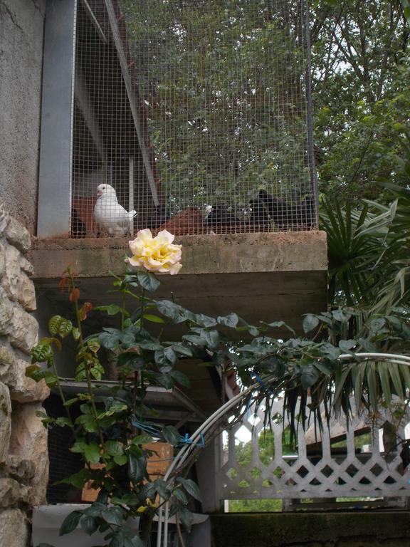 לאבין Apartments Sara מראה חיצוני תמונה